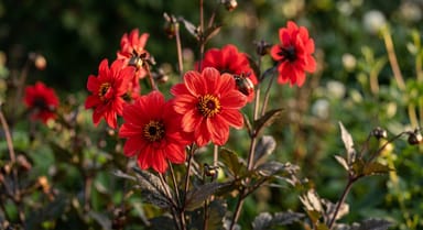 Dahlia ‘Bishop of Llandaff’